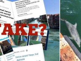 Dolphins and Swans ‘Return’ to Italian Waterways due to COVID-19 Lockdown