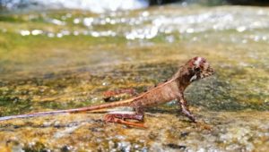 Otocryptis weigmanni (Juvenile) | Chamod Goonathilake ©