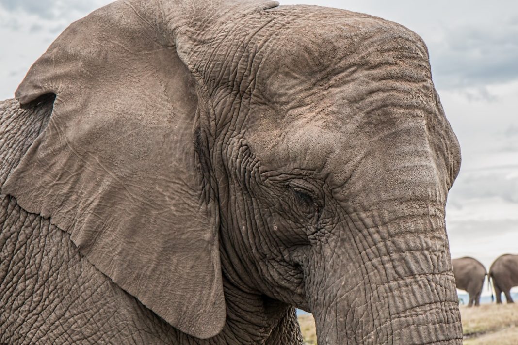 Poaching dangers loom as wildlife safaris put on stop due to COVID-19