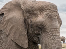 Poaching dangers loom as wildlife safaris put on stop due to COVID-19