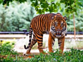 Bronx Zoo Tiger Is Sick With the COVID-19