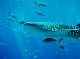 Whale sharks may exist up a century
