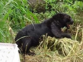 A rare black panther has been discovered after it was caught in a trap sri lanka