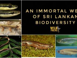 new species sri lanka