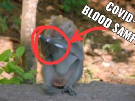 MONKEYS STEAL COVID-19 TEST SAMPLES