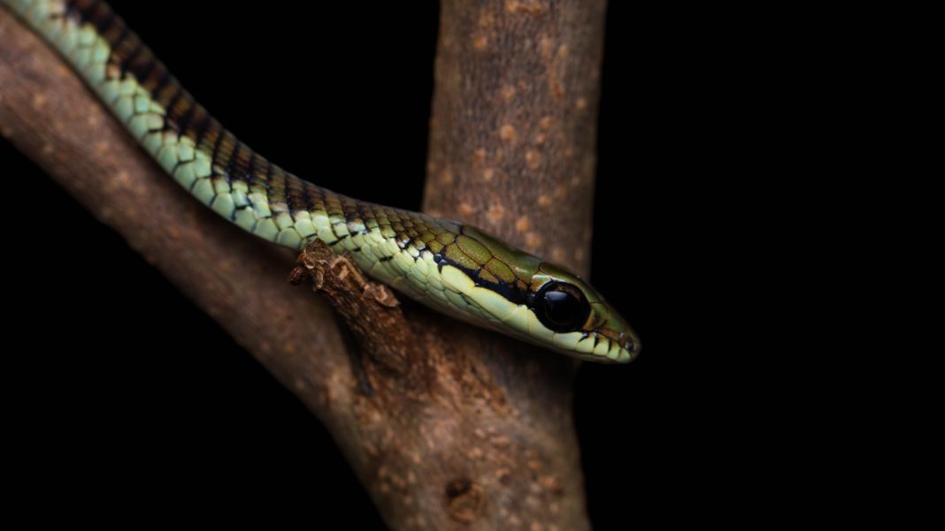 Introduction to Genus Dendrelaphis | Sri Lanka