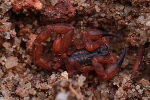 Reddyanus jayarathnei (Male) | Mohamed Shafran Packeer©