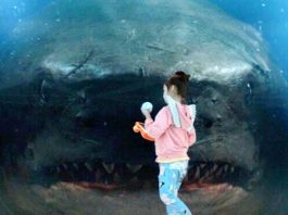 megalodon meg scene