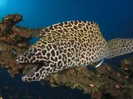 Tesselata Moray (Gymnothorax favagineus)