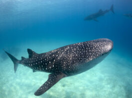 Whale Sharks