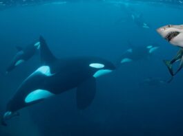Only Animal Makes Great White Sharks Tremble in Fear