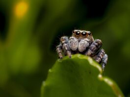 some random jumping spider