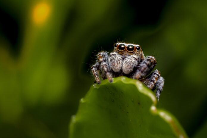 some random jumping spider