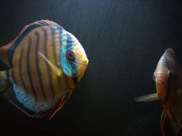 The Origin of Discus