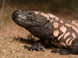 Gila monster