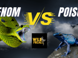 Poison vs. Venom; What’s the difference?