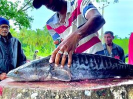 giant snakehead sri lanka